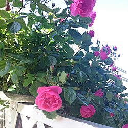 玄関/入り口/お花のある暮らし/バラ/つるバラ/アンジェラのインテリア実例 - 2016-06-15 07:00:03