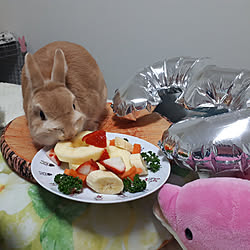 ベッド周り/うさぎと暮らす/私の癒し/ネザーランドドワーフ/お誕生日会...などのインテリア実例 - 2022-01-23 22:02:33