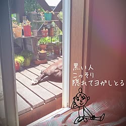 玄関/入り口/多肉/デッキ/愛犬/フレンチブルドックのインテリア実例 - 2016-07-21 11:05:15