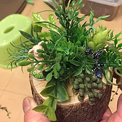 豚は旦那をイメージしてw/今年もカブト虫ゲット頑張る/カブト虫の餌入れアートざんす(☝/犬バカ旦那（*థ౪థ）/旦那は昆虫嫌い...などのインテリア実例 - 2017-05-13 08:30:25