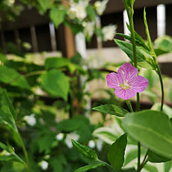 玄関/入り口/二人暮らし/庭の花/平屋暮らし/丁寧に暮らしたい...などのインテリア実例 - 2019-05-13 22:40:27