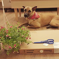 リビング/犬との暮らし/IKEA/雑貨/グリーン...などのインテリア実例 - 2016-05-26 23:53:17