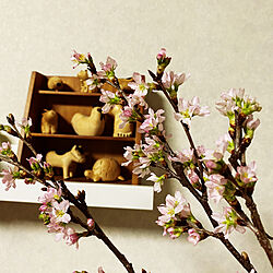 なに桜❓/季節を楽しむ暮らし/雑貨/季節の花を飾る♡/リビングのインテリア実例 - 2021-01-28 20:59:59