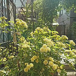 玄関/入り口/モッコウバラ/アーチ/お花に癒されます♡/グリーンのある暮らしのインテリア実例 - 2017-04-25 09:37:11