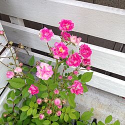 玄関/入り口/植物のインテリア実例 - 2014-05-15 08:38:34
