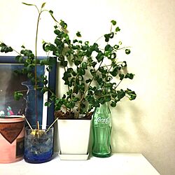 棚/瓶/コーラの瓶/植物が好き/観葉植物...などのインテリア実例 - 2016-10-23 18:27:55
