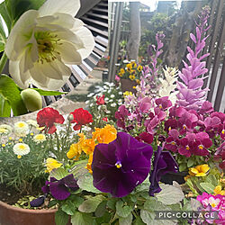 お庭を楽しむ/お庭が大好き/お庭のお花♡/お庭のある暮らし/花盛り...などのインテリア実例 - 2024-03-26 21:50:13