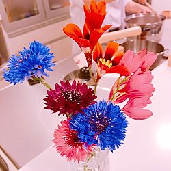 キッチン/庭のお花のインテリア実例 - 2017-04-29 20:37:54