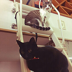 ふたりで監督する猫/はしごに並ぶ猫/はしご上の猫/ねこのいる風景/白キジのん...などのインテリア実例 - 2021-04-07 22:26:05