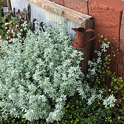 植物のある暮らし/もりもり♡/癒しの場所/大好きな植物達/さびさびガーデン雑貨...などのインテリア実例 - 2020-05-19 08:48:17