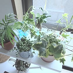 棚/観葉植物のインテリア実例 - 2016-04-27 17:02:07