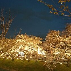 バス/トイレ/2017年の桜♡/夜桜/残念…雨です(*ToT)のインテリア実例 - 2017-04-06 23:27:32