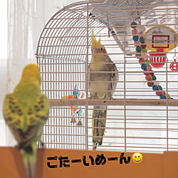 リビング/マンション/ナチュラルインテリア/セキセイインコ/オカメインコ...などのインテリア実例 - 2018-08-22 07:17:07