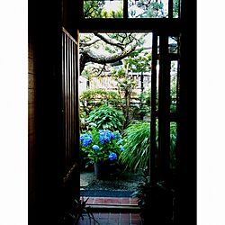 玄関/入り口/和風の庭/紫陽花のインテリア実例 - 2017-07-07 08:33:22