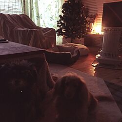 リビング/コタツ/犬と暮らす/犬/クリスマスツリー...などのインテリア実例 - 2015-12-03 07:33:46