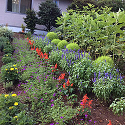 夏の花壇/夏/植物のある暮らし/見ていただいてありがとうございます♡/庭...などのインテリア実例 - 2020-07-27 22:59:40