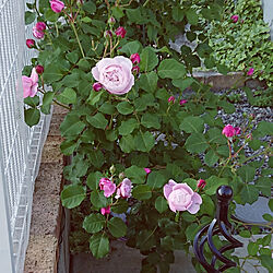 玄関/入り口/玄関横の通路前です/薔薇「プリュム」/日常に戻る…/2019・5・7のインテリア実例 - 2019-05-07 07:48:55