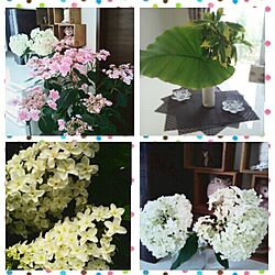 机/紫陽花/植物のインテリア実例 - 2014-06-13 12:49:21