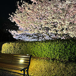 夜桜見物のインテリア実例 - 2021-03-27 12:15:22