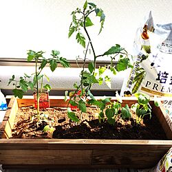 玄関/入り口/DIY/植木鉢のインテリア実例 - 2017-05-16 06:11:48
