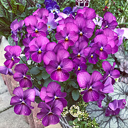 紫のビオラ/花のある暮らし/お花大好き♡/いいねありがとうございます❤️/見て頂き感謝です♪...などのインテリア実例 - 2020-03-24 07:11:13