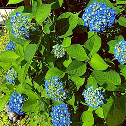 ガーデン雑貨/庭のある暮らし/花のある暮らし/爽やかなお色♡/紫陽花...などのインテリア実例 - 2020-05-30 15:11:02