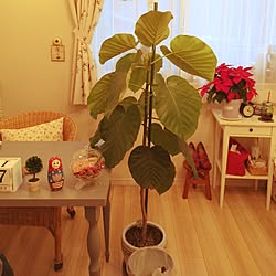 部屋全体/ウンベラータ/観葉植物/salut!/雑貨...などのインテリア実例 - 2014-11-27 16:41:58