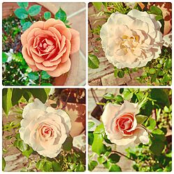 バラが好き/バラ/薔薇/薔薇が好き/ベランダガーデン...などのインテリア実例 - 2017-05-10 16:10:11