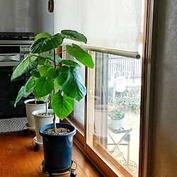 部屋全体/植物のある暮らし/フォローありがとうございます♡/いいね♪いつもありがとうございます❤️/窓辺...などのインテリア実例 - 2021-03-13 06:56:58