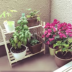 棚/ガーデニング/すのこDIY/観葉植物のある暮らし/植物のある暮らし...などのインテリア実例 - 2017-07-17 11:23:30