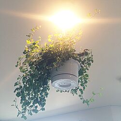 植物/観葉植物/100均/カフェ風のインテリア実例 - 2016-05-18 21:56:50