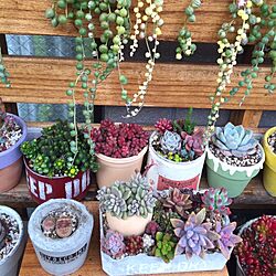 部屋全体/べらんだGarden。/多肉の寄せ植え/succulent plants/すのこ棚...などのインテリア実例 - 2016-03-19 23:41:51