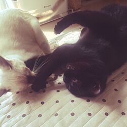 ベッド周り/黒猫/猫/ペットのインテリア実例 - 2014-09-22 20:38:29