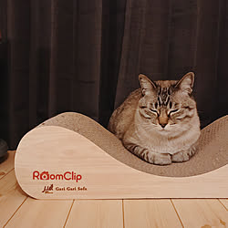 ルームクリップステッカー/roomclipステッカー/猫の爪とぎ/ねこと暮らす。/猫との暮らし...などのインテリア実例 - 2019-04-19 20:31:51