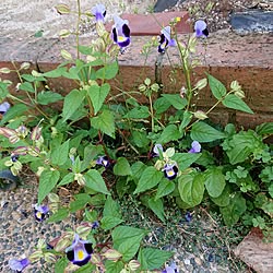 植物/庭/花のある暮らし/いいね、フォローに感謝します✨/無言いいね、フォローすみませんのインテリア実例 - 2023-10-19 12:28:44