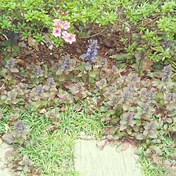 玄関/入り口/ガーデニング/植物/春の花のインテリア実例 - 2014-04-19 11:10:21