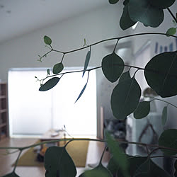 部屋全体/植物のある暮らし/いいね、フォロー本当に感謝デス☺︎/暮らしを楽しむ/丁寧な暮らしがしたい...などのインテリア実例 - 2018-04-20 12:56:48