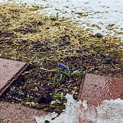 玄関/入り口/庭/お花/ムスカリ/雪が降ってるのインテリア実例 - 2022-03-22 10:52:55