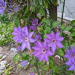 玄関/入り口/花が好き/癒やし♡/世界平和/暮らしを楽しく...などのインテリア実例 - 2024-04-27 23:45:25