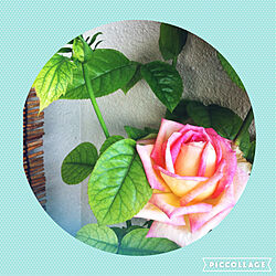 玄関/入り口/シンプルな暮らし/花のある暮らし/薔薇/薔薇のある暮らしのインテリア実例 - 2022-08-08 09:57:32