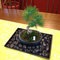 机/植物/ダイニングテーブル上の盆栽…のインテリア実例 - 2013-03-27 20:36:15