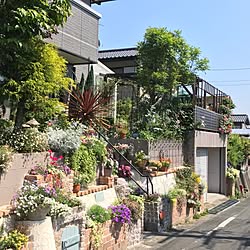 玄関/入り口/日替わり投稿企画!木曜日/植物/IG→ami09211985/花壇DIY...などのインテリア実例 - 2017-06-22 20:14:19