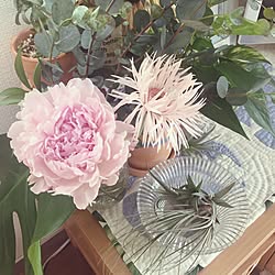 リビング/お花のある暮らし/観葉植物のインテリア実例 - 2016-07-01 12:24:39