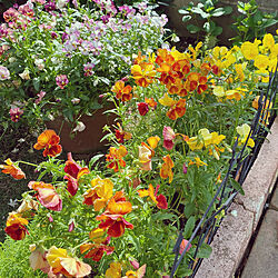 花のある暮らし/庭/ガーデニング/寄せ植え/ガーデン雑貨...などのインテリア実例 - 2022-05-11 04:44:13