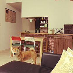 リビング/柴犬/ダイソー/IKEA/DIY...などのインテリア実例 - 2016-10-03 21:10:14
