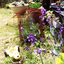 玄関/入り口/地植え/多肉植物/鳥かご/サビサビ...などのインテリア実例 - 2018-06-05 10:59:39