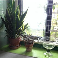 キッチン/植物/黄緑が好き/ガラスのコンポートのインテリア実例 - 2014-09-02 20:06:05