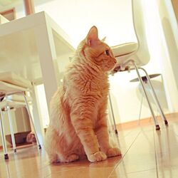 リビング/いたずら猫との暮らし/みなさんの素敵なインテリアに癒されてます/普通の家/ディノスのテーブル...などのインテリア実例 - 2017-02-19 00:57:04