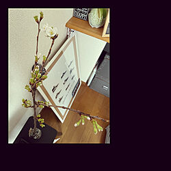 おうち花見/ポスター/一人暮らし/IKEA/Aoyama Flower Market...などのインテリア実例 - 2021-03-26 17:23:44