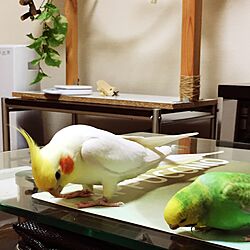 机/DIY/鳥部/インコと暮らす家/RCの出会いに感謝♡...などのインテリア実例 - 2017-07-20 20:16:32